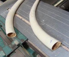 Tranche d'ivoire